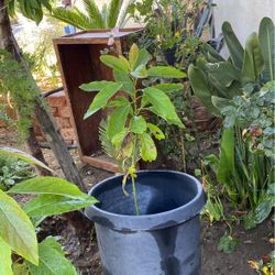 Avocado Tree