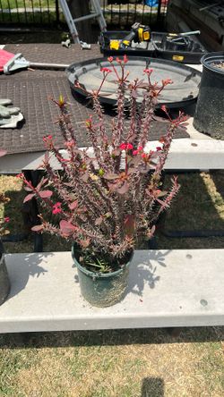 Plants