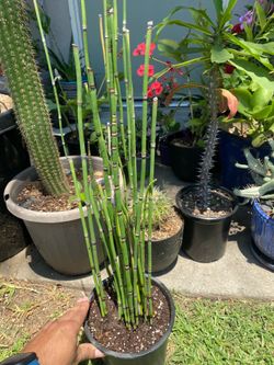 Horsetail plant “cola de caballo”