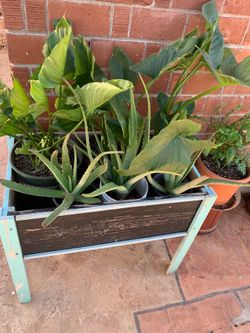 A wonder amount of plants available for sale