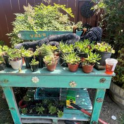 Succulents And Eggs $3 