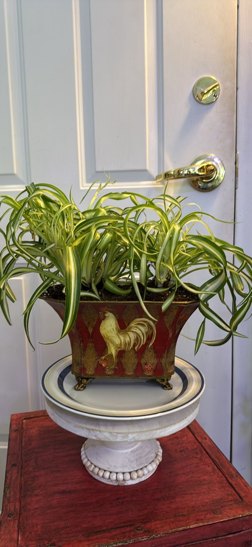 Curly Spider Plant In Metal Planter