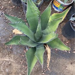 Plants