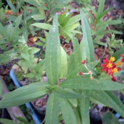 Milkweed  Plant (Monarch Caterpillar Food) 