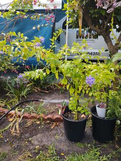 Duranta plant blooming