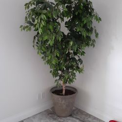 A huge decorative tree,