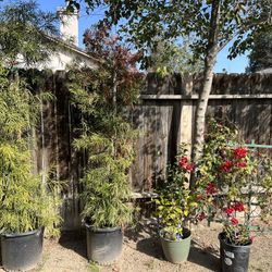 (2) Fern Pines, Plus Beautiful Flowering Barb Kerst Topiary Bougainvillea