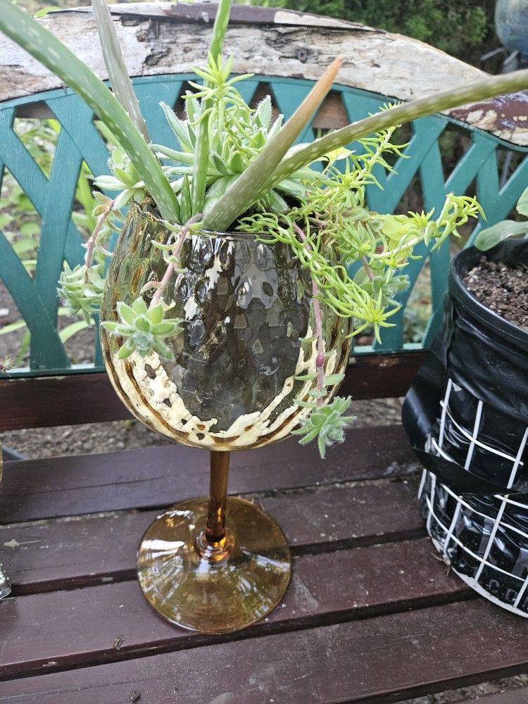 Garden Decoration Whis Plants Succulent, Inside Or Outside