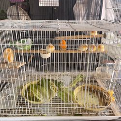 Birds Cage