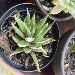 Small succulent plants 