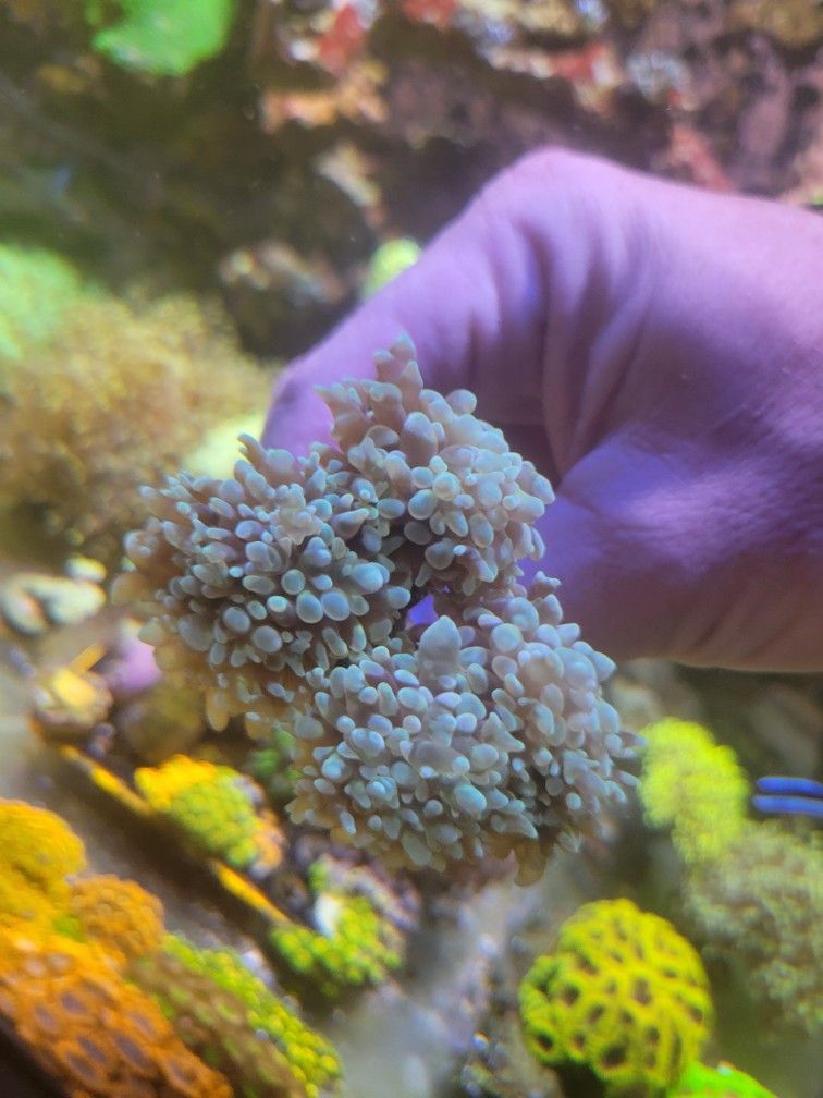 Aquarium Decoration