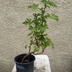 Citronella Mosquito Plants