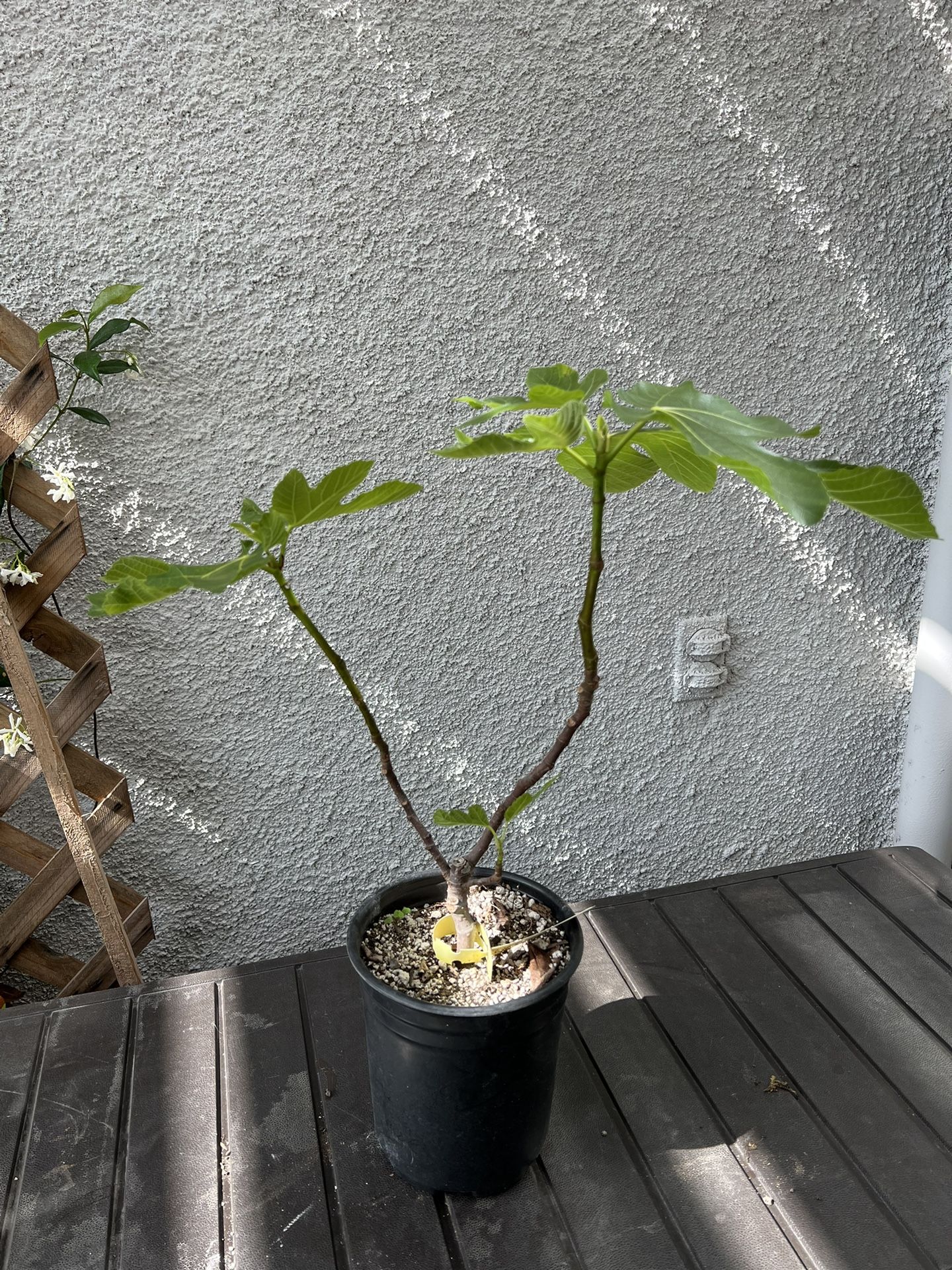 Fig Tree- Col de Dame Blanc CDB