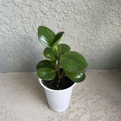 Peperomia   Plant