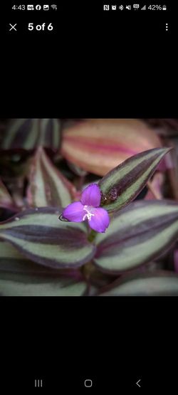 🌿 Tradescantia Zebrina (Wandering Jew / Inch Plant) Cuttings 🌿

Beautiful, fast-growing houseplant cuttings available! Each cutting is about 7 inche