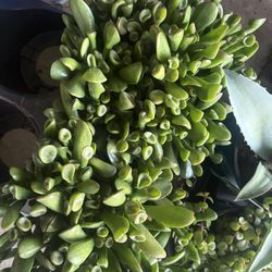 Succulents Jade 