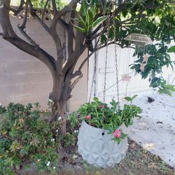 6" Ice plant pink flowers , hanging planter or free standing easy care plant BROWN thumb friendly