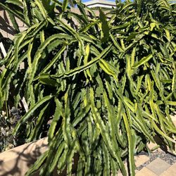Free Dragon Fruit Branches 