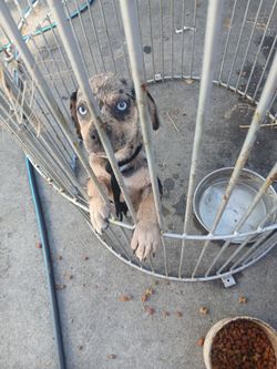 Dog cage