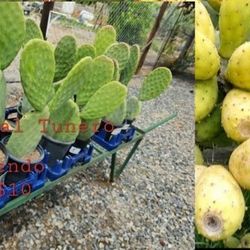 Nopal Tunero Con" Raiz"