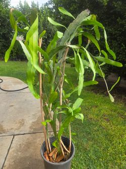 5 feet Plant