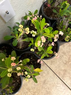 Plants for sale 10 each