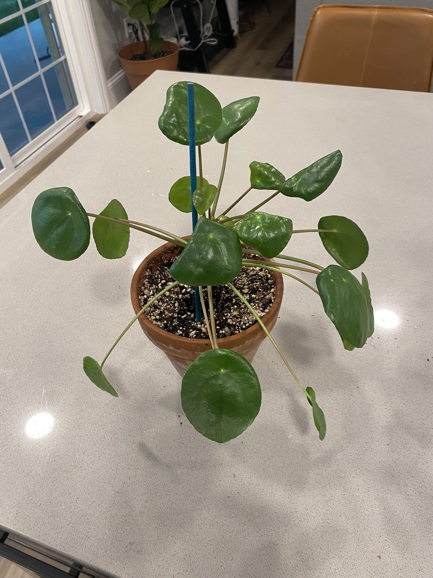 Healthy Chinese Money plant - $15 OBO