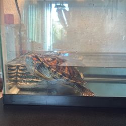 Turtle And Tank 