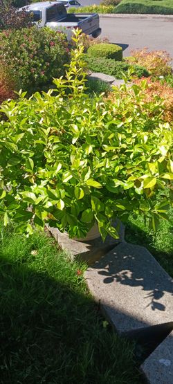 Shrub  in pot Wintercreeper