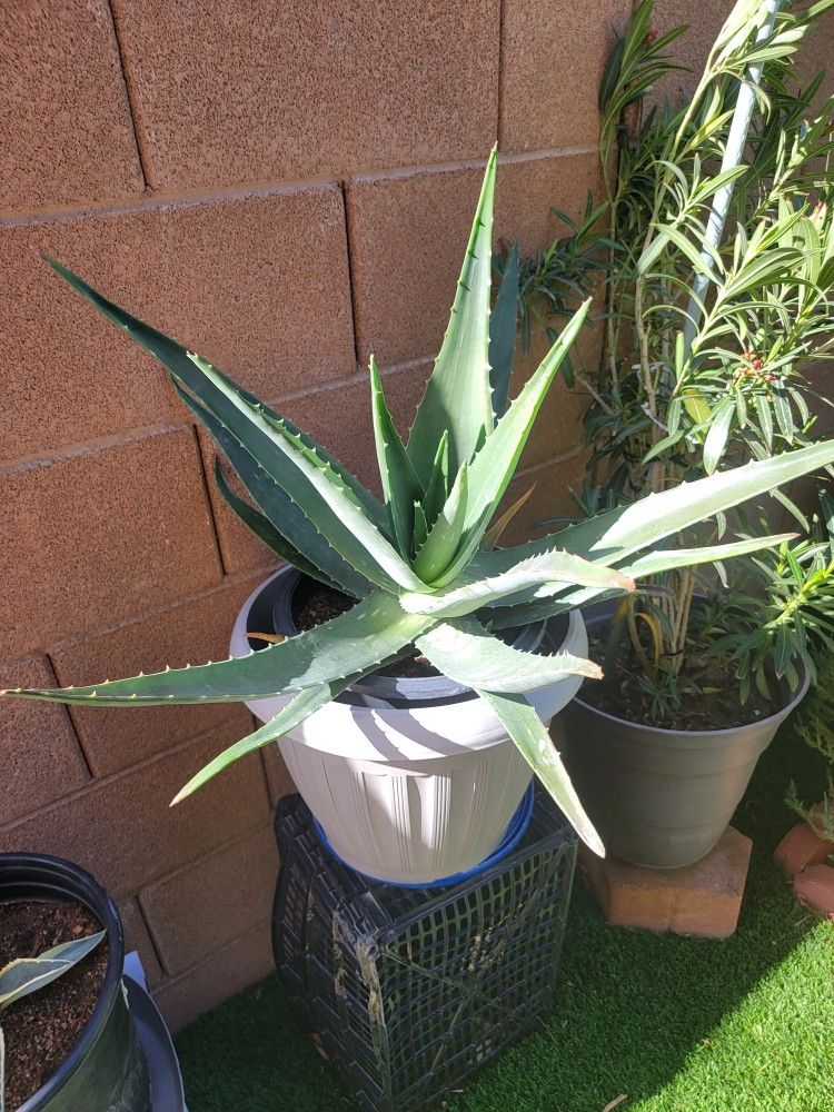 Aloe Vera Plant 