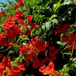 Trumpet vine
Plant