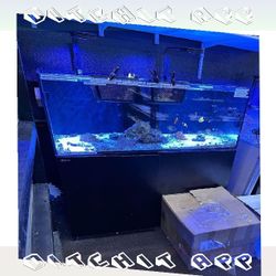 Premium-Grade Aquarium Setup - Top-Level Quality Choice goal economy