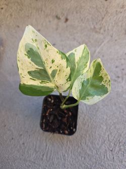 Plant