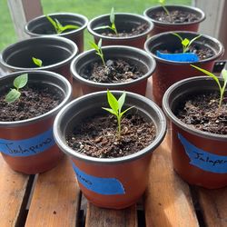 Flash Sale Jalapeño plants