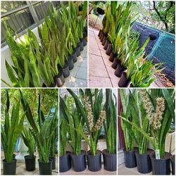 Plants. Plants. $25 Each