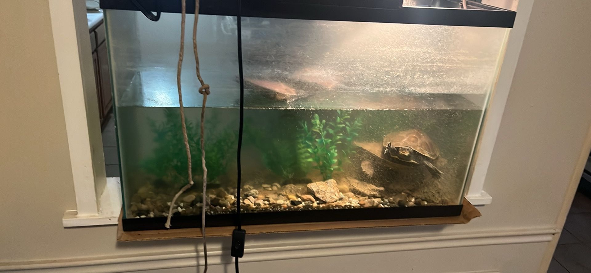 A turtle tank