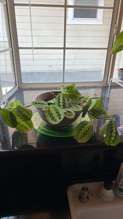 Prayer plant
