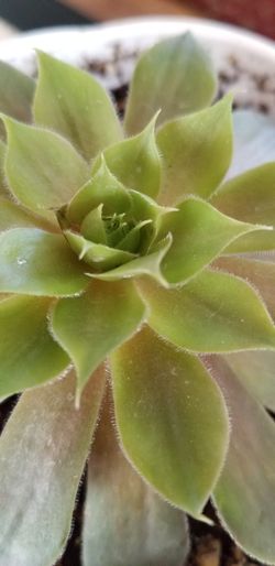 succulent plants