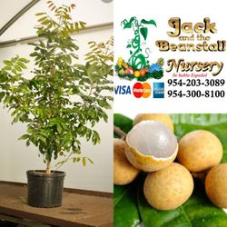 Longan Airlayered Trees 3gal Arboles De Longan Injertados 3gal 