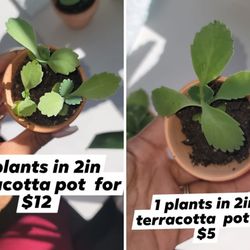 Mother Of Thousands  Plnats For Sale $2 /$5/$10
