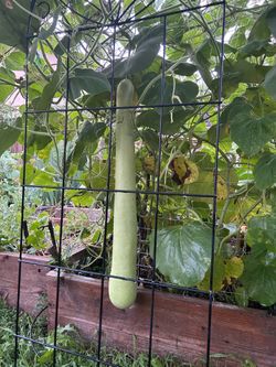 Bottleguard/Oppo - fresh from garden