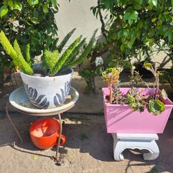 Big plant sale ☘️🌵