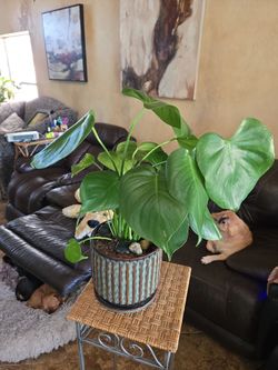 1ft 10in tall Monstera in new 8in ceramic pot