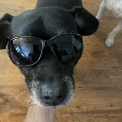 Armani Exchange Sunglasses! In Perfect Condition! Clear and scratch free lenses