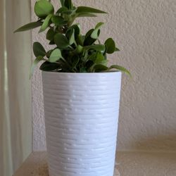 Healthy Beautiful Indoor Plant ( Peperomia)