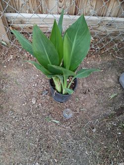 Yellow flower canna lily plant $7