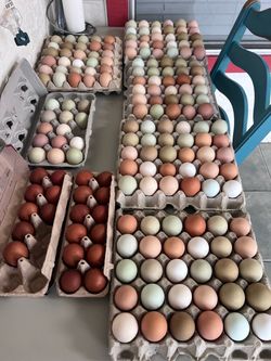 Chicken eggs