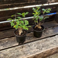 Chinese Banyan Both For $12