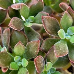Echeveria Red Ruby *cuttings