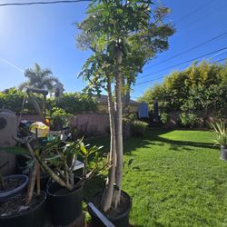 Papaya Trees. 